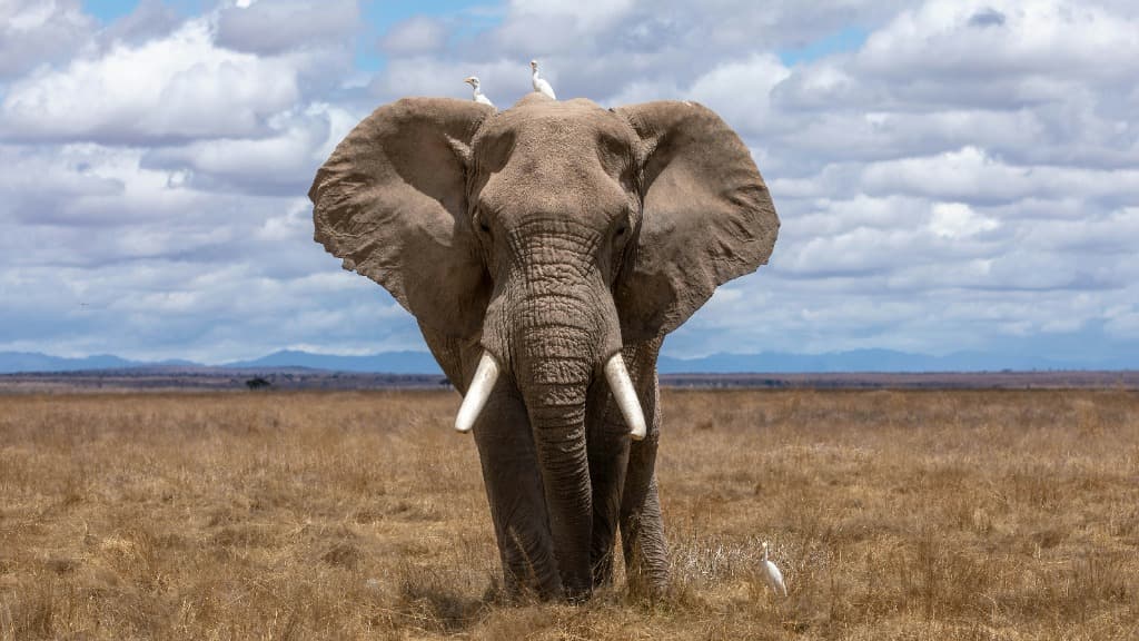 Atmospheric Safari Texture